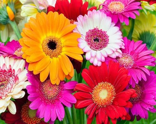 100 graines de fleurs de gerbera fraîches