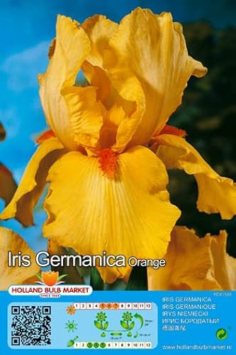 Iriszwiebeln : Iris germanica Bartiris  Orange  1 Rhizome