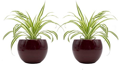 Dominik Blumen und Pflanzen 893163