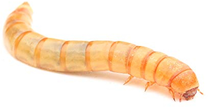 proinsects Lebende Mehlwürmer (1 kg)