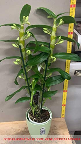 Generic 1 plante d'orchidée DENDROBIUM blanche ou fuchsia en pot 12 cm