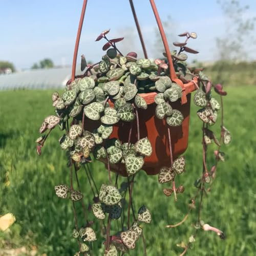 120 pcs leuchterblume pflanze samen - pflanzendeko winterharte stauden, gartenkräuter samen zimmerpflanzen samen, balkon pflanze topfpflanzen draußen winterhart, gartenpflanzen winterhart,