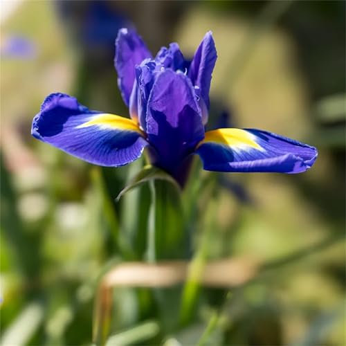 PlantacióN Principiante Resistente Al FríO, Germanica Bulbos, Iris Bulbos, Iris Reticulata, Cultivos De Colores Brillantes, 4bulbos-H