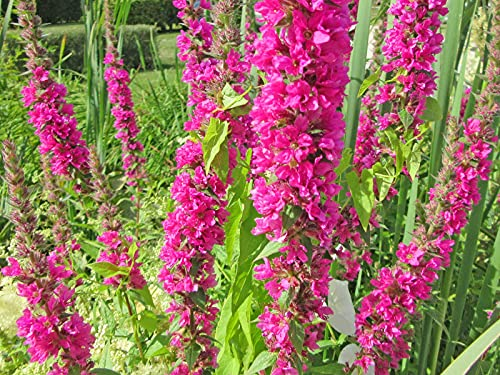 H2O-Pflanze Blutweiderich Lythrum salicaria Wasserpflanze Teichpflanze winterhart Filterpflanze Klärpflanze auch für Schwimmteiche blütenreiche Art