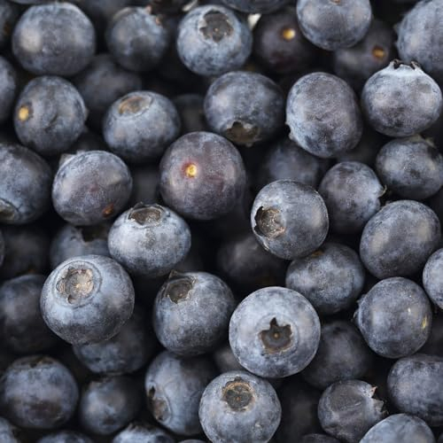 600 Pcs Heidelbeeren Samen Bio - Vaccinium - Bio Saatgut, Alte Sorten Saatgut Wilde Blaubeeren Samen, Sapote Frucht, Winterharte Kübelpflanzen Obstsamen, Winterfeste Pflanzen Für Balkon