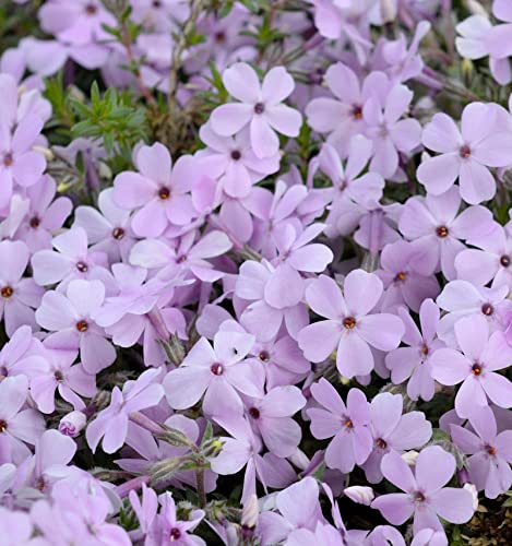 Niedrige Flammenblume Lachsjuwel - Phlox divaricata - Gartenpflanze
