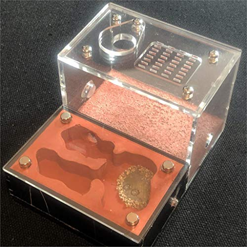 ant grape Formicarium Ameisenfarm DIY Lichtschattierung Ökologische Flache Ameisenfarm Acrylputz Ameisennest Beton Gips Ameisenhaufen Werkstatt Sandburg Ameisenhaus (Without Sand)