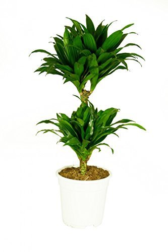 Dracaena deremensis 'Compacta', Drachenbaum, echte Zimmerpflanze grün, 17cm Topfdurchmesser, Höhe ca. 60cm, 1 Pflanze