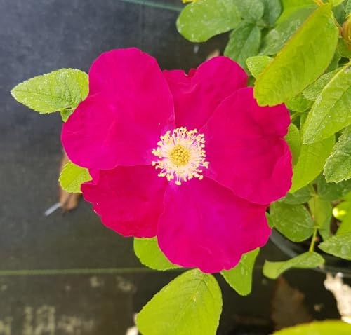 Rosa rugosa 'Carmen' / Rosier rugueux Carmen/Conteneur de 3 à 4 litres/Arbuste fruitier et florifère