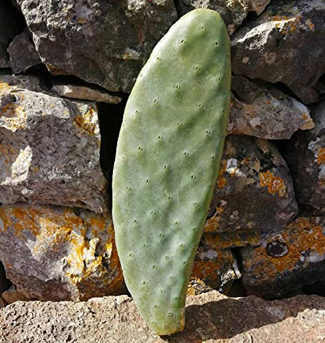 3pcs Bouture Figue de barbarie SANS épines - OPUNTIA SANTAMARIA - fruits blancs