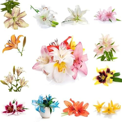 Lilien zwiebeln,Winterharte mehrjährig,Seltene pflanzen,lilie Riesen,lilienknollen,dekorative blumen,Lilien Deko,Lilien im Topf,Asiatische lilien,lilie forever susan.-8zwiebeln-J