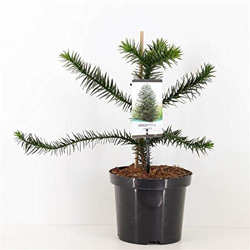 Chilenische Schmucktanne 30-40 cm – Araucaria araucana – Andentanne Affenbaum – winterhart, immergrün, exotische Gartenpflanze im Topf