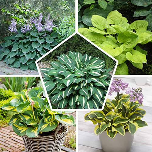 Hosta Funkia Plantes Mini Collection | Mélange de 5 variétés | Grands Funkias Plantes à racines nues résistantes à l'hiver/arbustes de Hollande (pas de graines)