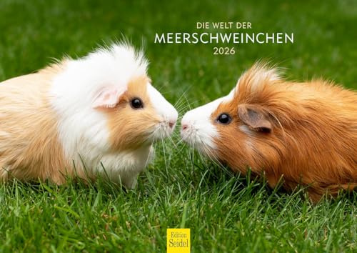 Edition Seidel Premium Kalender Die Welt der Meerschweinchen 2026 Format DIN A4 Wandkalender Tierkalender Meerschwein süße Kerlchen