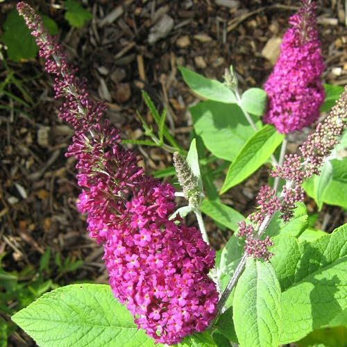 Pianta vera di Buddleja davidii Miss Ruby - Diametro Vaso Ø 18 cm