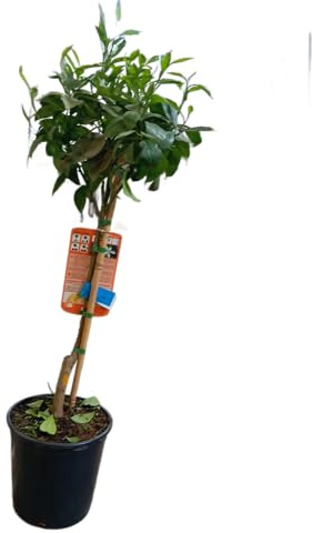 Árbol Frutal de Naranja Planta Natural en Maceta 17cm Perfecta para Exterior