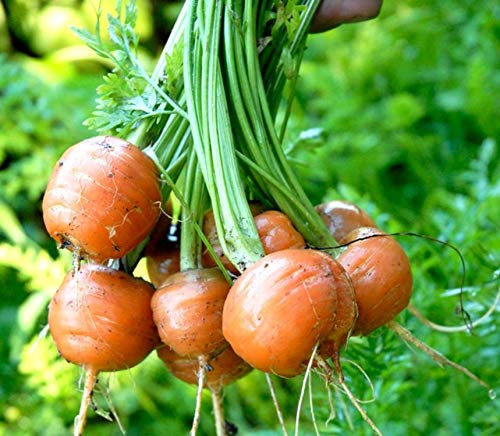 300 Graines de Carotte Parisienne - culture jardin terrasse pot - semences paysannes reproductibles - SemiSauvage