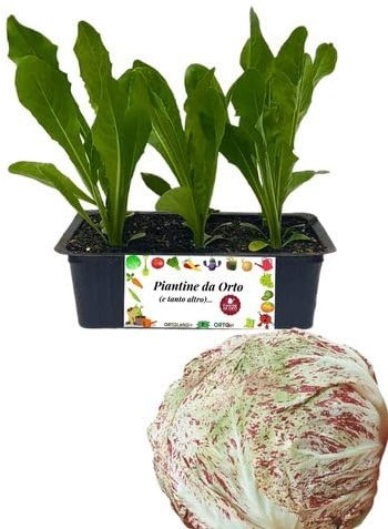 P. Piantine da Orto | Radicchio Lusia, Kit 9 Piantine, Pianta Pronta per il Trapianto, Pianta Vera da Orto, da Balcone e da Esterno, Vivaio Italiano
