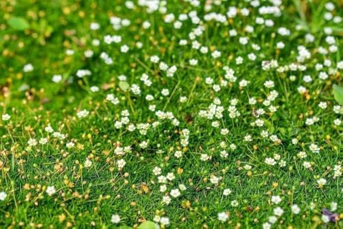 Sagina Green Moss - Sagine subulée 200, plante vivace, couvre sol, rocaille