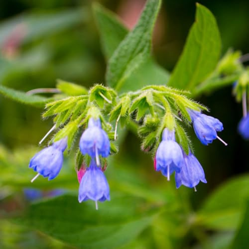semillas de consuelda orgánicas, para el balcón de jardín de rocas resistentes Comprar decorativas 150pcs