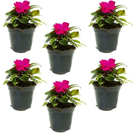 Sunpatiens (6 PIANTE) - Fiori NON commestibili - Azienda agricola Carmazzi