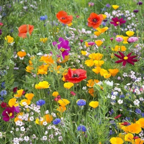 1 Packet UK Wild Flower Seed Mix Annual & Perennial Meadow Plants 10-20 sq metres Attracts Bees & Butterfly (10g) Wildflower Seeds Only Sold by Pretty Wild Seeds