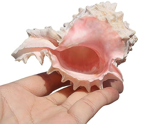 PYSyansu 1 Coquille de Crabe ermite Naturelle de Grande Taille, idéale for la décoration sur Le thème de la Plage, Les Loisirs créatifs et Le Remplissage d'aquarium.(Medium)