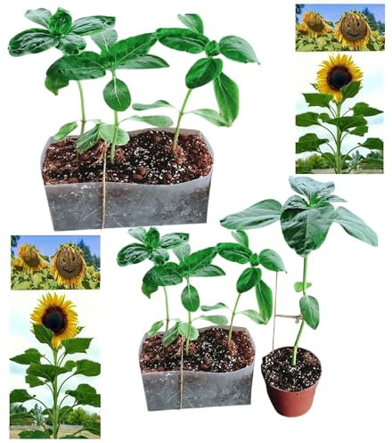 Sunflower Plug Plants – Grown from Premium Seeds by Experts – Healthy Garden Flower – Packs of 2 to 5 Available,Grows Up to 2M (2)