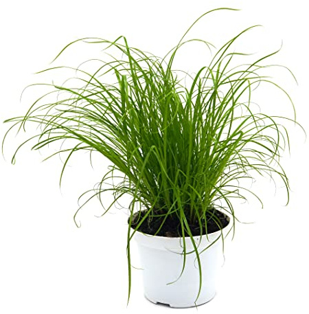 Gato Hierba Real (Cyperus alternifolius 'zumula') (1)