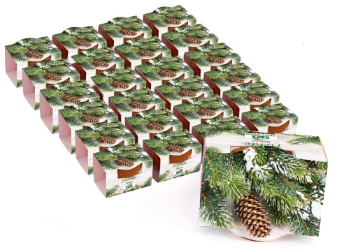 Bull & Bear 25er Set Mini Pflanzset Fichte, Fichtensamen im Topf 4,5cm, Baum Anzuchtset mit Pflegeanleitung