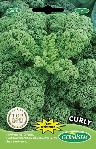 Germisem Grünkohl CURLY, mehrfarbig, EC3018