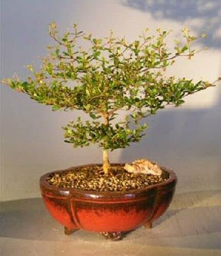 Black Olive Bonsai Tree Indoor Evergreen 12 y Old