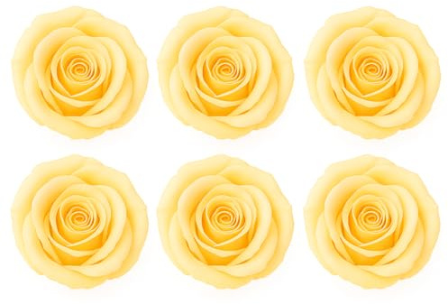 LA ROSEE ETERNELLE Caja con 6 Rosas Eternas Naturales de Ecuador – Flores Preservadas para Decoración DIY para Adultos, Arreglos Florales, Eventos y Regalos Decorativos – Color : Crema