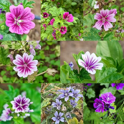 semillas de malva 600pcs