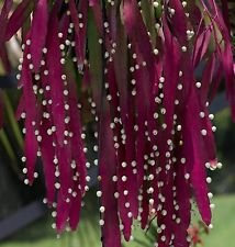 Pseudorhipsalis ramulosa | Rhipsalis Rosso | Vischio Cactus | 10_Seeds