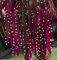 Pseudorhipsalis ramulosa | Rhipsalis Rosso | Vischio Cactus | 10_Seeds