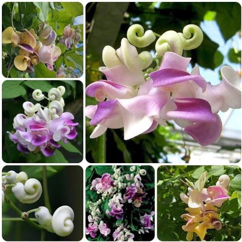 semi di fagioli di lumaca, decorazione del giardino per esterno Vigna Caracalla, semi da giardino resistenti 20pcs