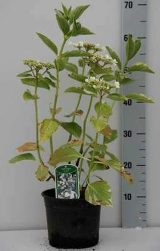 Hydrangea macr. 'Tricolor' - Hortensia 25-30 cm en pot