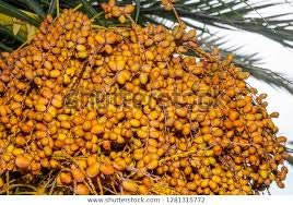 Genipap 200 semillas de palmera datilera