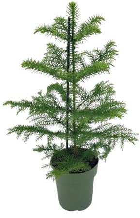 Araucaria Heterophylla Sapin d'intérieur, diamètre : 21 cm, 70 cm