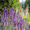 semi di fiori di lavanda 80 pezzi