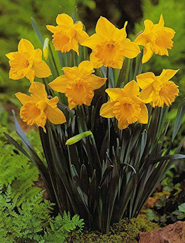 100 Großblumige Narzissen Carlton Blumenzwiebeln Narcissus