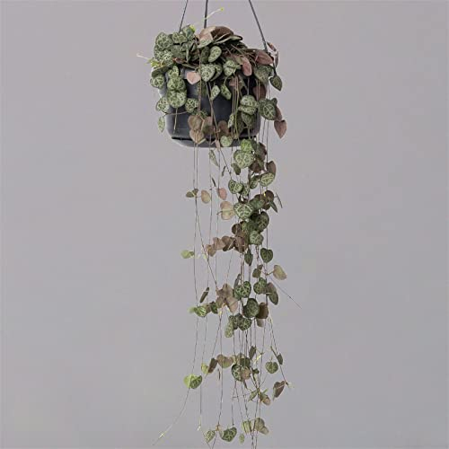 Leuchterblume in Blumenampel, Topf-Ø 14 cm