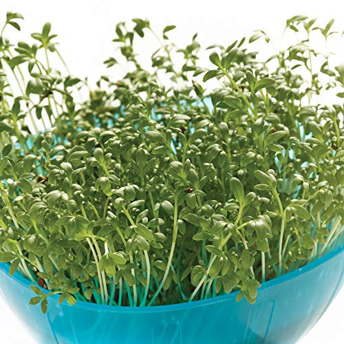 Thompson & Morgan Hardy Cress ‘Extra Curled’ Vegetable Herb, 4000 Seeds, Year-Round Sowing, Ideal for Kitchen Gardens, Patios, Indoors and Greenhouse
