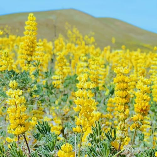 550 pcs lupinensamen kaufen, lupinen pflanzen samen blumensamen geschenk blumenstauden winterhart lupine samen - Lupinus micranthus - stauden winterhart mehrjährig hochbeet blumen