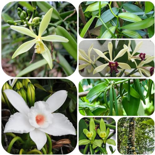 semillas de vainilla - semillas de vainilla planifolia - jardín Decoración para exteriores variedades antiguas otoño resistentes exóticas 150pcs