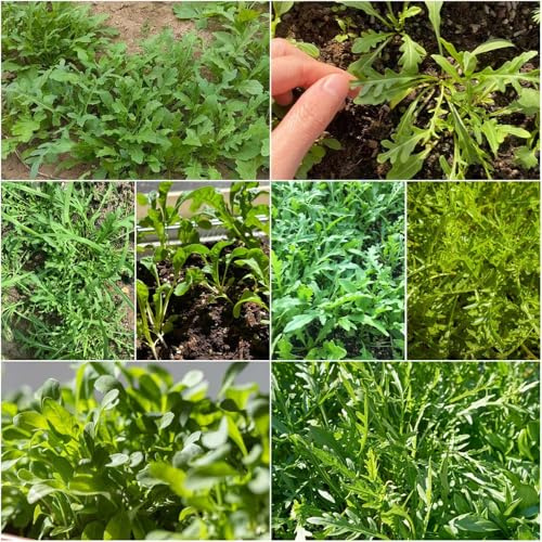 semillas de rúcula resistentes - Semillas de para decorar rúcula jardín orgánicas - Serie raras para balcones 600pcs