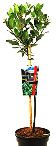 Laurus nobilis oder Echte Lorbeer auf Stamm