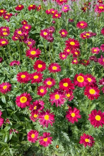Tanacetum coccineum 'Robinsons Rot' 9x9 cm Topf – Winterhart, Mehrjährig, Pflegeleicht – Rote Margerite – Staude für Beet & Garten