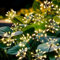 Redefun Gartendeko Solarleuchten für Außen 2 Stück 160 LED Solarstecker Gartenbeleuchtung, 8 Modi 160 LED Solarlichter Pusteblume Wasserdicht Solarlampen Feuerwerk für Patio Yard Garten Deko